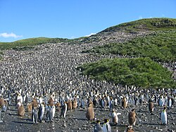サウスジョージア島のソールズベリー平野にあるキングペンギンの繁殖地