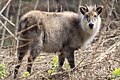 ニホンカモシカ(秋田県)