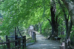 新緑の湖畔、再度公園にて4月末の撮影