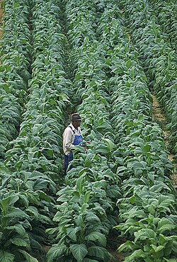 タバコ(植物):ニコチアナ・タバカムの生物学的特徴と栽培