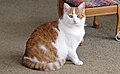 室内の猫