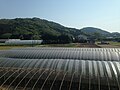 福岡市西区西浦のビニールハウス