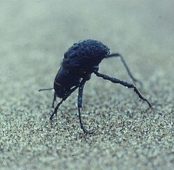 サカダチゴミムシダマシが口に露を集める姿勢