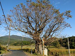 長州藩のハゼノキ