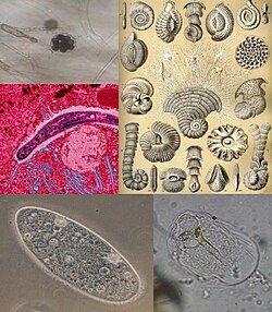原生生物:真核生物の多様なグループ