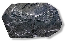 飛行と飛翔:空中移動の生物学的および工学的原理