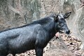 スマトラカモシカ(タイ、ドゥシット動物園)