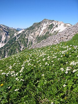 高山植物の生態と環境適応