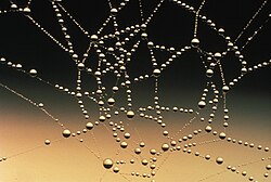 クモの網に結露した露