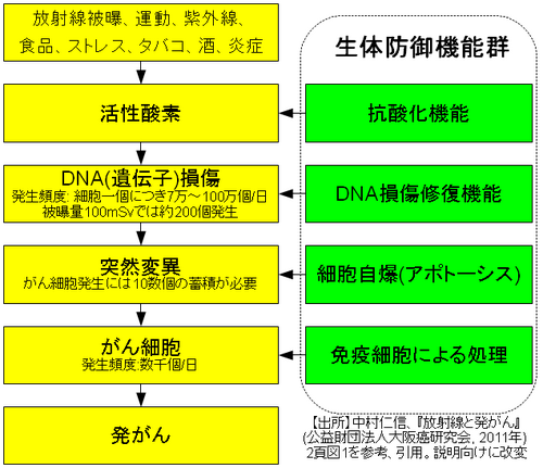 生物における放射線障害のメカニズムと分類