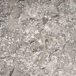 フズリナ(紡錘虫)の化石を含んだ石灰岩(大垣城の石垣)
