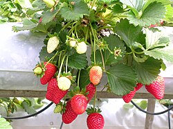 オランダイチゴ:植物学的特徴と栽培の歴史