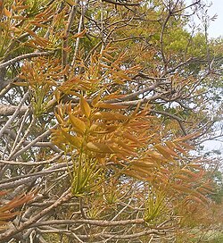 春の芽吹き