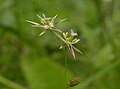 開花している花イグサ属の1種(Juncus bufonius)