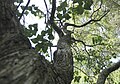 ライラックの枝