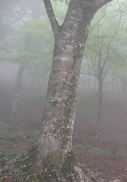 地衣類:菌類と藻類の共生メカニズムと生態