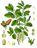 コルクガシの植物画