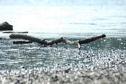 折れて樹木から離れて流されてしまい、打ち上げられた枝