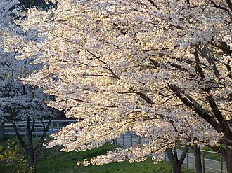 サクラ(川代渓谷のソメイヨシノ)