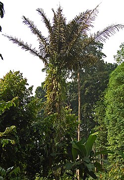 サトウヤシ(Arenga pinnata)の生態と利用