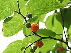 コウゾ(楮):和紙原料として利用される植物